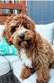 Soju Cavoodle