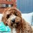 Soju Cavoodle